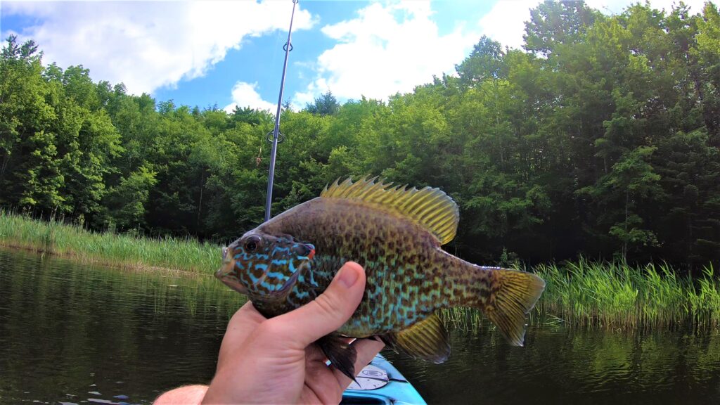 Vivid Blue Pumpkinseed Fish