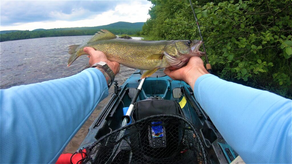 Walleye Caught On Kayak