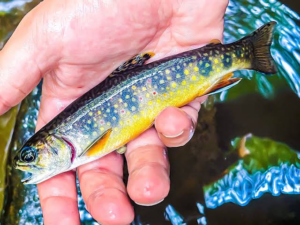 Brook Trout