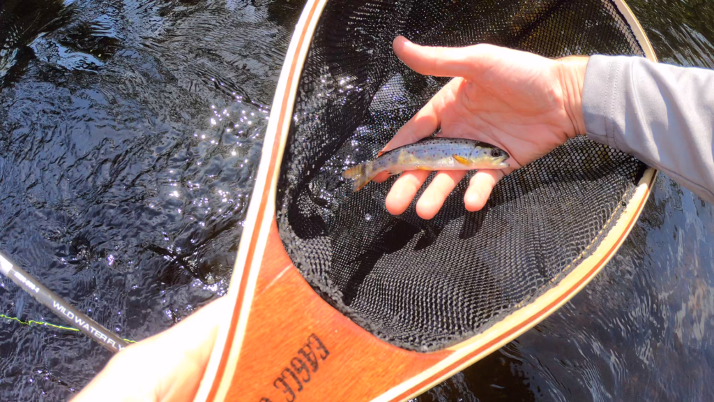 Wild Brown Trout